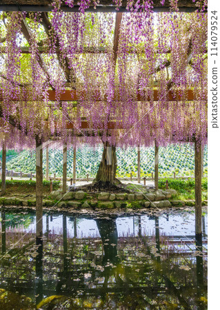 Wisteria flowers in full bloom (Kusaku-fuji) at Tennogawa Park 114079524