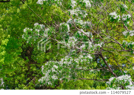 一葉花 (Nanja Monja) 一葉花 (Nanja Monja) 114079527
