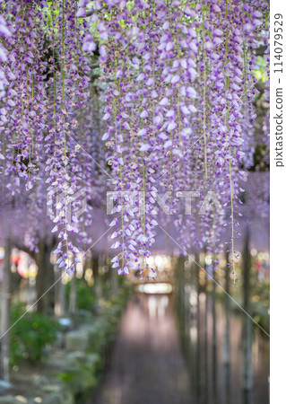 Wisteria flowers in full bloom (Kusaku-fuji) at Tennogawa Park Wisteria flowers in full bloom (Kusaku-fuji) at Tennogawa Park 114079529
