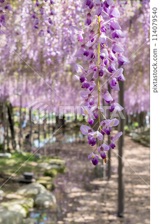 盛開的紫藤花（久尺紫藤）/天王川公園 114079540