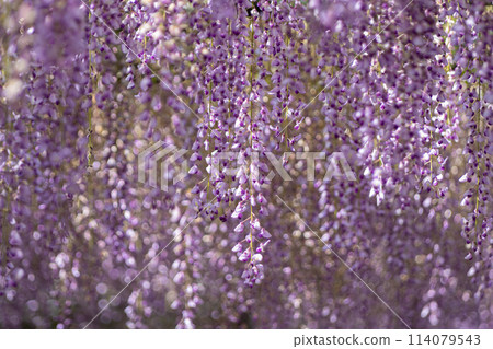 Wisteria flowers in full bloom (Kusaku-fuji) at Tennogawa Park Wisteria flowers in full bloom (Kusaku-fuji) at Tennogawa Park 114079543