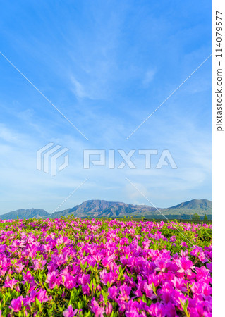 春天的景色和杜鵑花,讓人感受到初夏的氣息,阿蘇五山的全景(阿蘇市牧木) 春天的景色和杜鵑花,讓人感受到初夏的氣息,阿蘇五山的全景(阿蘇市牧木) 114079577
