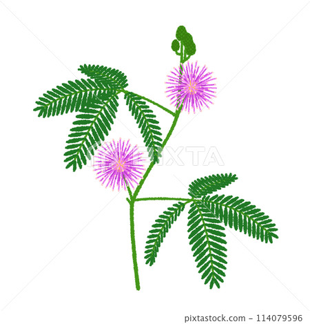 Illustration of mimosa pudica - Stock Illustration [114079596] - PIXTA