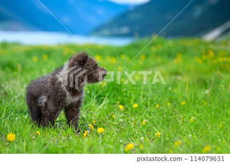 Brown bear cub on the summer meadow. Ursus arctos in grass with yellow flowers 114079631