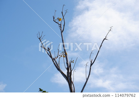 tree on blue sky 114079762