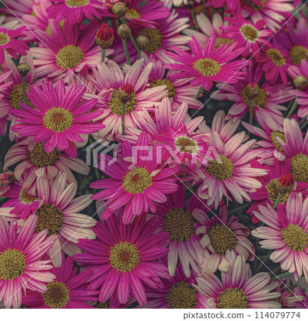 Red Gerbera Flower 114079774