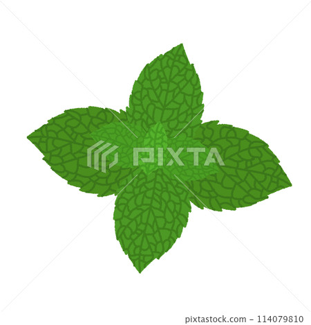 Mint illustration Mint illustration 114079810