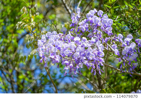 A view of wisteria blooming in abundance along the Aso Milk Road, sparkling in the gentle spring breeze (Aso City, Aso Milk Road) 114079870