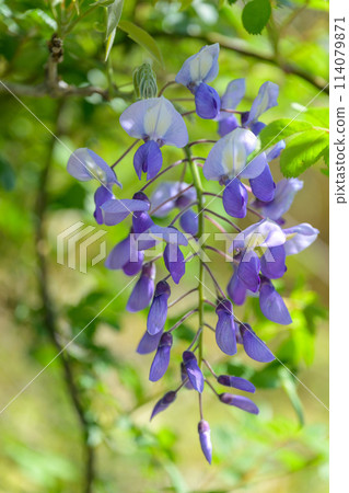 A view of wisteria blooming in abundance along the Aso Milk Road, sparkling in the gentle spring breeze (Aso City, Aso Milk Road) 114079871