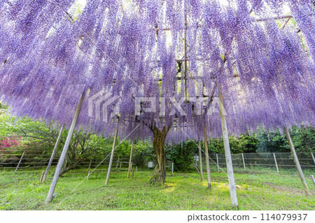 Wisteria flowers blooming in early summer at Ashikaga Flower Park in Ashikaga City, Tochigi Prefecture Wisteria flowers blooming in early summer at Ashikaga Flower Park in Ashikaga City, Tochigi Prefecture 114079937