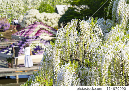 初夏的白紫藤花盛開 足利花卉公園 栃木縣足利市 114079990