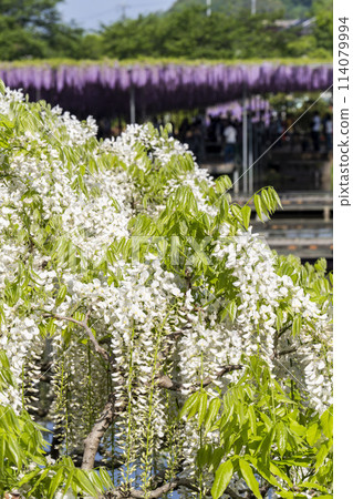 初夏的白紫藤花盛開 足利花卉公園 栃木縣足利市 114079994