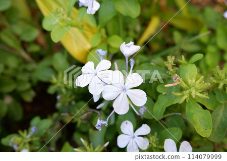 close up of white flowers close up of white flowers 114079999