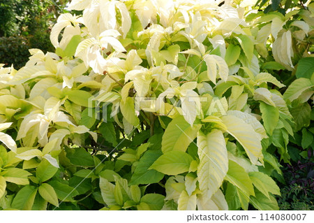 beautiful natural green panorama as a background beautiful natural green panorama as a background 114080007