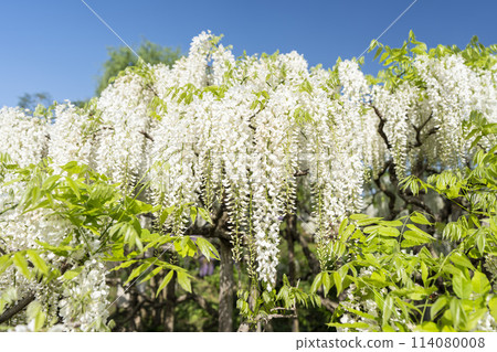 White wisteria flowers blooming in early summer at Ashikaga Flower Park in Ashikaga City, Tochigi Prefecture White wisteria flowers blooming in early summer at Ashikaga Flower Park in Ashikaga City, Tochigi Prefecture 114080008