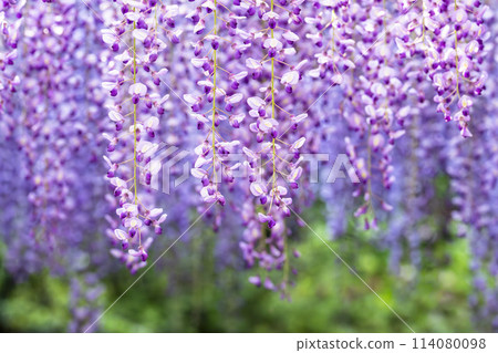Purple wisteria flowers blooming in early summer at Ashikaga Flower Park in Ashikaga City, Tochigi Prefecture 114080098