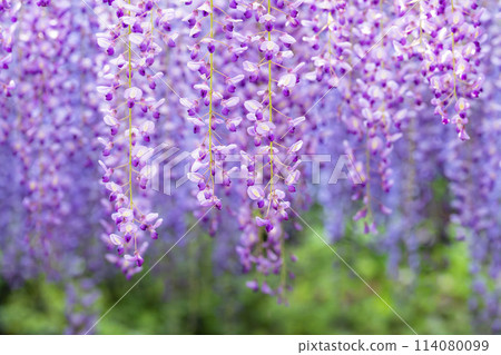 初夏綻放的紫藤花 足利花卉公園 栃木縣足利市 初夏綻放的紫藤花 足利花卉公園 栃木縣足利市 114080099