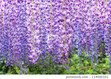 Purple wisteria flowers blooming in early summer at Ashikaga Flower Park in Ashikaga City, Tochigi Prefecture Purple wisteria flowers blooming in early summer at Ashikaga Flower Park in Ashikaga City, Tochigi Prefecture 114080101
