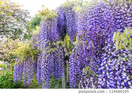 Purple wisteria flowers blooming in early summer at Ashikaga Flower Park in Ashikaga City, Tochigi Prefecture Purple wisteria flowers blooming in early summer at Ashikaga Flower Park in Ashikaga City, Tochigi Prefecture 114080105