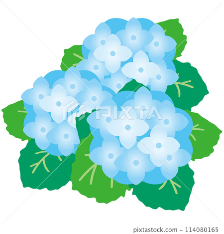 Vector illustration of three hydrangeas 114080165