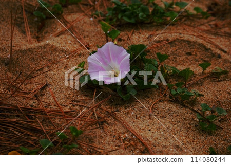 Day laurels blooming on the coast Day laurels blooming on the coast 114080244