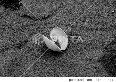 Shells washed up on the shore Shells washed up on the shore 114080245