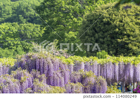 Large wisteria flowers blooming in early summer at Ashikaga Flower Park in Ashikaga City, Tochigi Prefecture 114080249