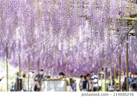Large wisteria flowers blooming in early summer at Ashikaga Flower Park in Ashikaga City, Tochigi Prefecture Large wisteria flowers blooming in early summer at Ashikaga Flower Park in Ashikaga City, Tochigi Prefecture 114080256