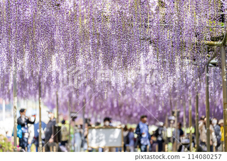 Large wisteria flowers blooming in early summer at Ashikaga Flower Park in Ashikaga City, Tochigi Prefecture Large wisteria flowers blooming in early summer at Ashikaga Flower Park in Ashikaga City, Tochigi Prefecture 114080257