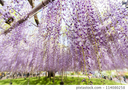 初夏綻放的大紫藤花 足利花卉公園 栃木縣足利市 114080258