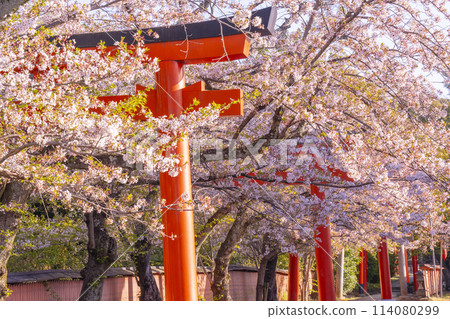 Cherry blossoms of Kyoto Takenaka Inari shrine 114080299