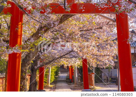 京都竹中Inari寺廟櫻花 114080303