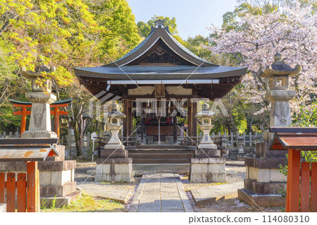 Kyoto, Takenaka Inari Shrine, worship hall and cherry blossoms 114080310