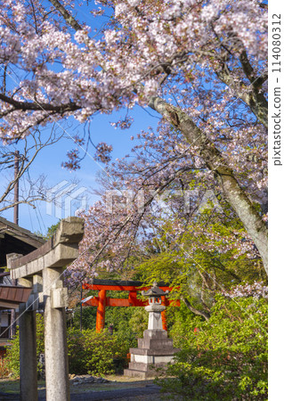 Kyoto Takenaka Inari Shrine Cherry Blossoms 114080312