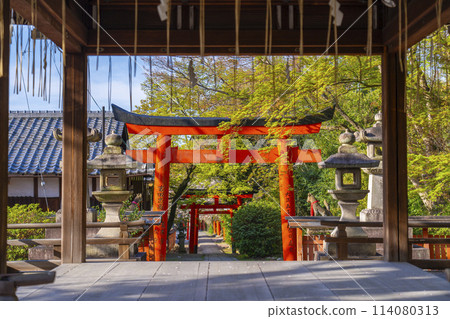Kyoto, Takenaka Inari Shrine, worship hall and cherry blossoms 114080313
