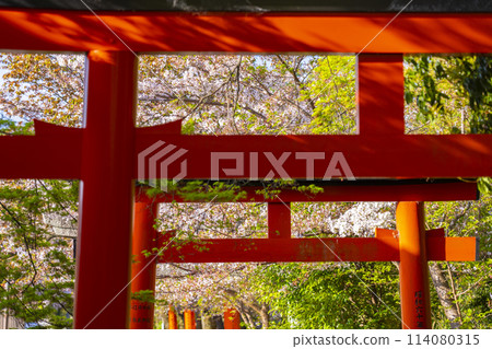 Cherry blossoms of Kyoto Takenaka Inari shrine 114080315