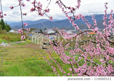 桃花盛開的果田 114080321
