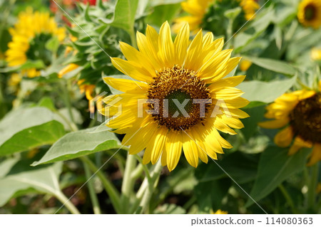 sunflowers blooming in the garden sunflowers blooming in the garden 114080363