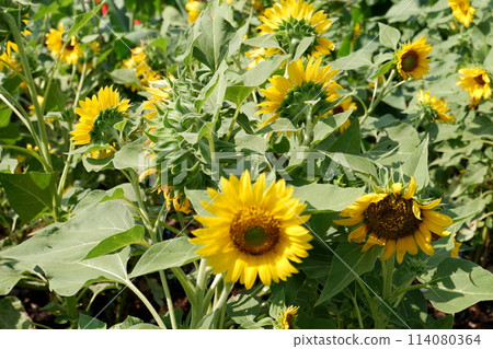 sunflower in the field sunflower in the field 114080364