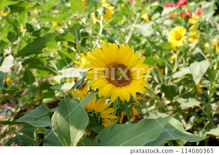 sunflowers blooming in the garden sunflowers blooming in the garden 114080365