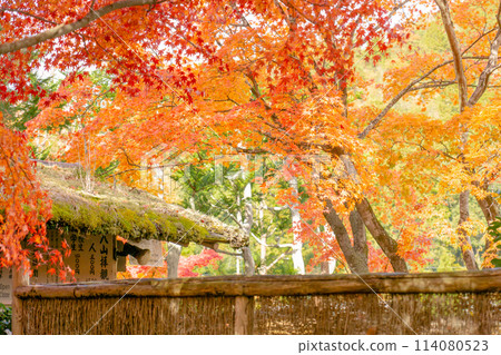 Autumn leaves at the temple gate at Adashino Nenbutsu-ji Temple in Saga, Sakyo Ward, Kyoto City 114080523