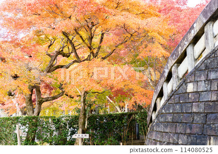 京都市左京區佐賀市足野念佛寺佛塔附近的秋葉 京都市左京區佐賀市足野念佛寺佛塔附近的秋葉 114080525
