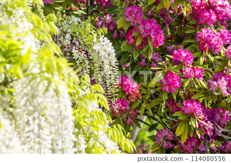 Azaleas in full bloom in early summer at Ashikaga Flower Park in Ashikaga City, Tochigi Prefecture 114080556