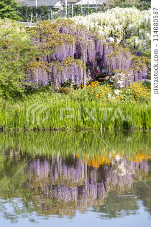 Wisteria flowers blooming in early summer at Ashikaga Flower Park in Ashikaga City, Tochigi Prefecture 114080587