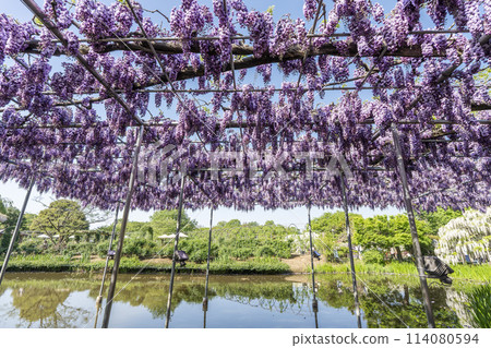 Double wisteria flowers blooming in early summer at Ashikaga Flower Park in Ashikaga City, Tochigi Prefecture 114080594