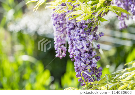 初夏盛開的八重紫藤花 足利花卉公園 栃木縣足利市 114080603