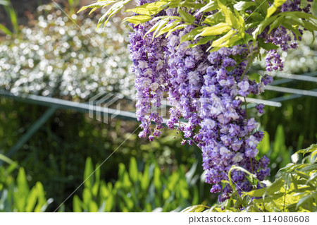 Double wisteria flowers blooming in early summer at Ashikaga Flower Park in Ashikaga City, Tochigi Prefecture 114080608