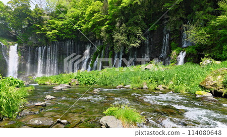 Spring: Fuji Shiraito Falls, gushing out from a cliff of fresh greenery Spring: Fuji Shiraito Falls, gushing out from a cliff of fresh greenery 114080648