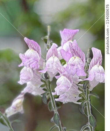 The pale purple of the goldfish plants is beautiful. The pale purple of the goldfish plants is beautiful. 114080676