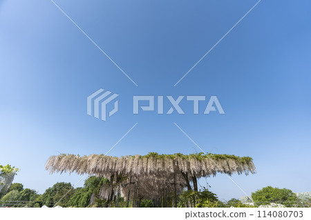 Wisteria flowers blooming in early summer at Ashikaga Flower Park in Ashikaga City, Tochigi Prefecture 114080703